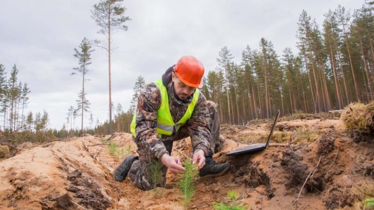 Más de 550 científicos pidieron a la Comisión Europea una gestión forestal climáticamente inteligente que incluya el uso de madera para generación de energía eléctrica