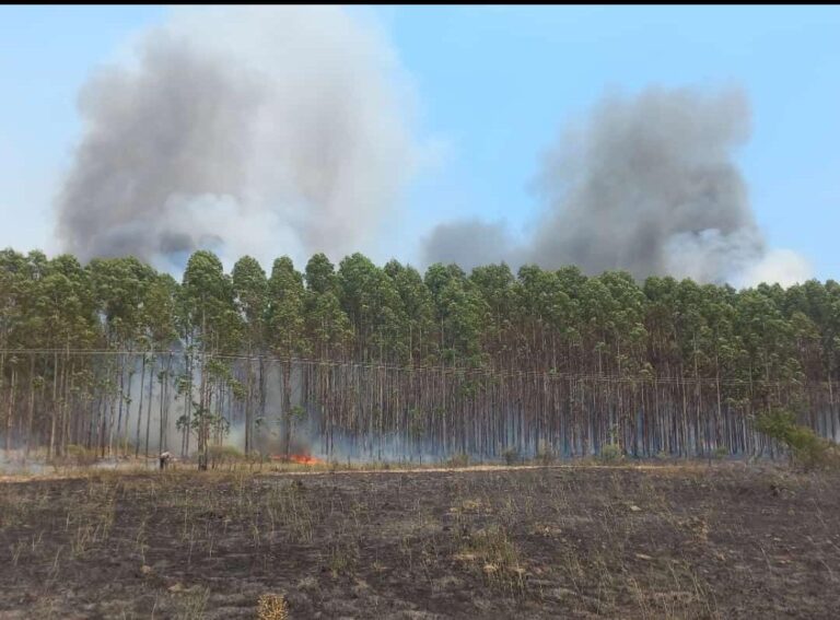 Corrientes en llamas | Combaten varios frentes de incendios forestales en el sur provincial y se complica la situación en Goya