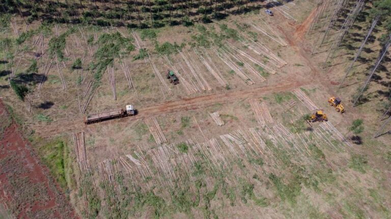 Paraguay | Madereras requieren de la creación de un Fondo de Garantía Forestal para facilitar el financiamiento