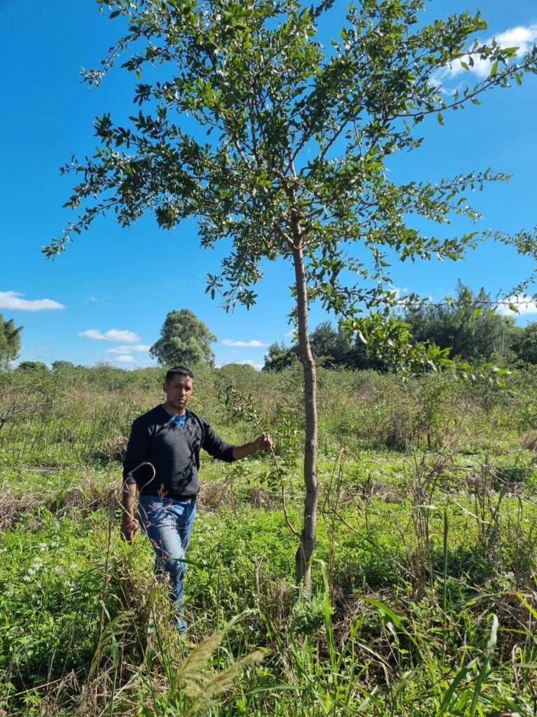 UNITÁN, la primera empresa del país en certificar bonos de carbono bajo el estándar VCS de Verra con forestaciones de especies nativas
