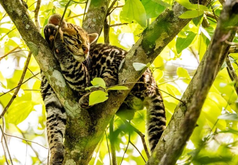 Vida Silvestre | El desafío global de conectar a las personas con el mundo natural y concienciar acerca del valor de la fauna y la flora