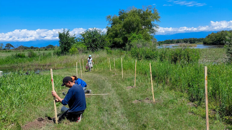 Tucumán | La reforestación como herramienta para fomentar la economía provincial