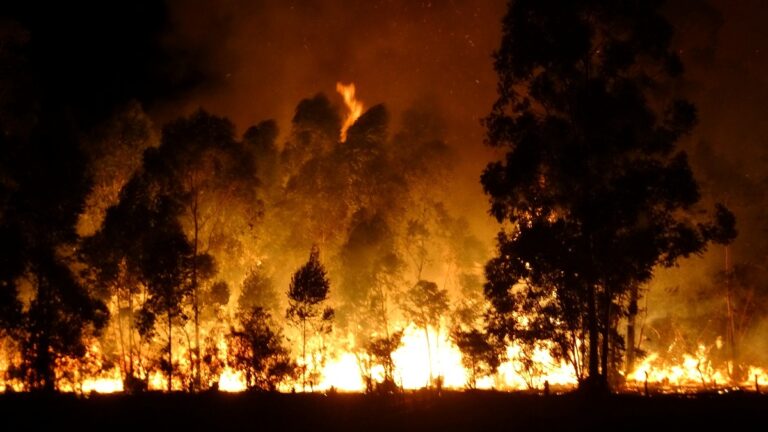 Corrientes en llamas | Se perdieron hectáreas de eucaliptos y pastizales por un incendio en un campo de Monte Caseros