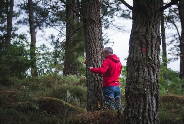 La bioeconomía forestal y la gestión sostenible de los bosques son pilares para el desarrollo local y la conservación ambiental