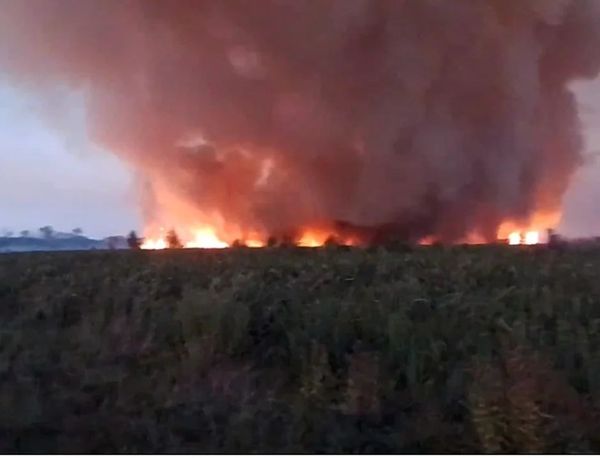 Incendio forestal en Buenos Aires | Se quema el Parque Nacional Ciervo de los Pantanos y pastizales en el Delta