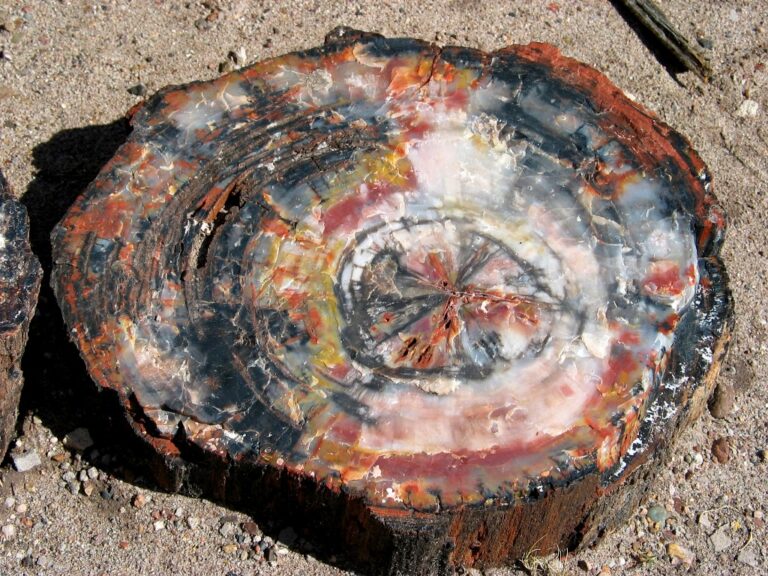 INTA Concordia | Madera petrificada: no sólo en la Patagonia
