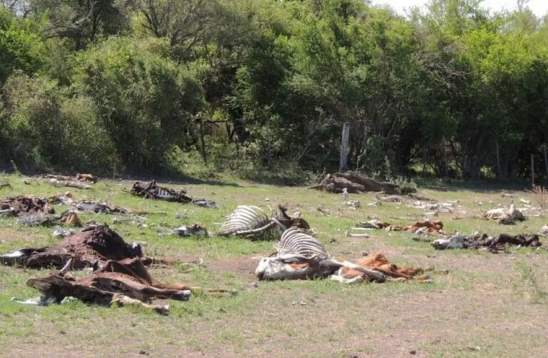 Crisis climática | Desolador panorama para los productores santafesinos ante la sequía prolongada, con muerte de miles de animales y pérdidas de cultivos