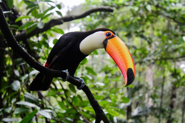 El turismo puede contribuir activamente a prevenir el tráfico ilegal de vida silvestre en destinos de naturaleza