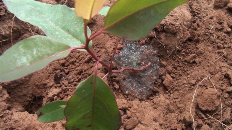 Como trasplantar árboles en verano