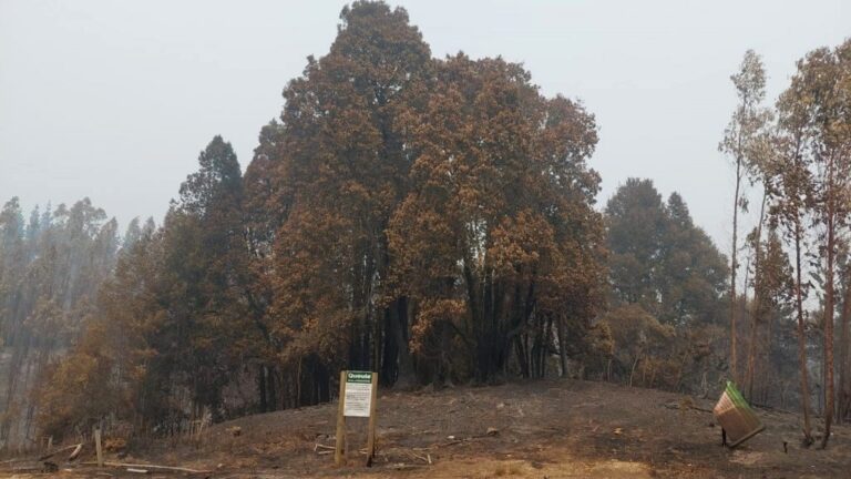 Chile | Alerta por especies nativas en extinción que se quemaron en los incendios