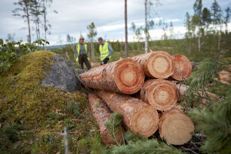 Sostenibilidad | IKEA recurre a nuevos proveedores para obtener más suministros de madera tras evitar a Rusia