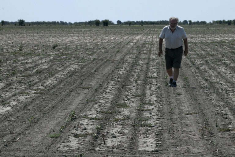 Corrientes | Medios internacionales reflejan las millonarias pérdidas del sector forestal por la sequía