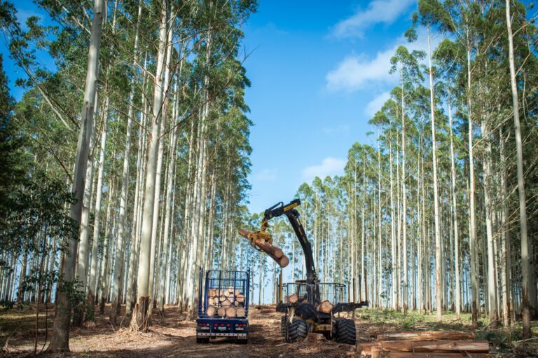 Uruguay | El sector forestal produce más, pero gana menos por la caída de precios internacionales
