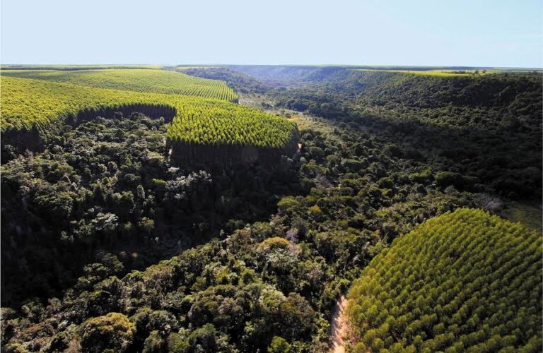 ABAF Brasil : «Los bosques plantados preservan los bosques nativos, y en ese escenario Bahía crece como el 4º productor nacional de eucalipto»