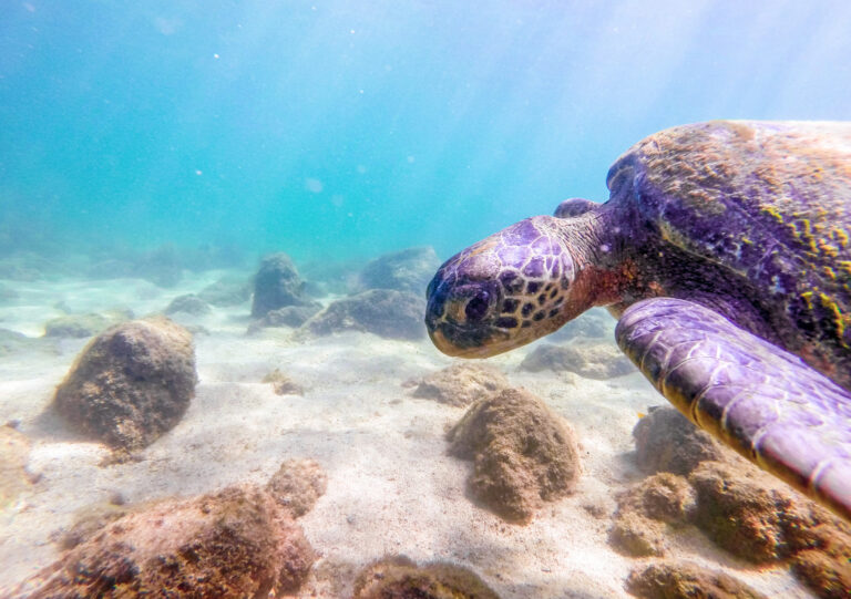 Ecuador | Crearon en el país las primeras 8 millas marítimas como reserva a lo largo del perfil costero continental 
