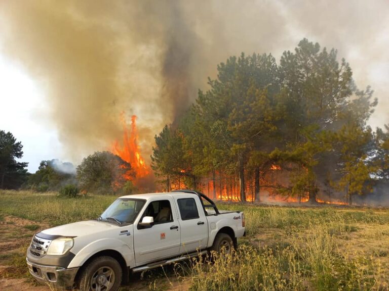 Entre Ríos | Incendio en el predio del INTA Concordia afectó ensayos de eucaliptos y bosques nativos