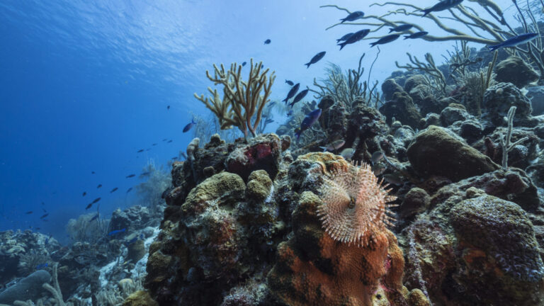Biodiversidad marina | Lanzaron en Madrid la tercera edición de «Mares Para Siempre»