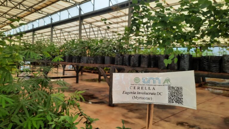 Arbolado urbano en Posadas | Crece el proyecto del Centro de Investigación y Producción Jardín Botánico : «Es un buen ejemplo para replicar»