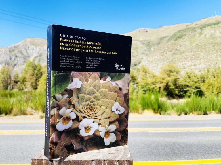 Chile | Publicaron una Guía de Campo que identifica más de un centenar de plantas que crecen en la cordillera de los Andes 