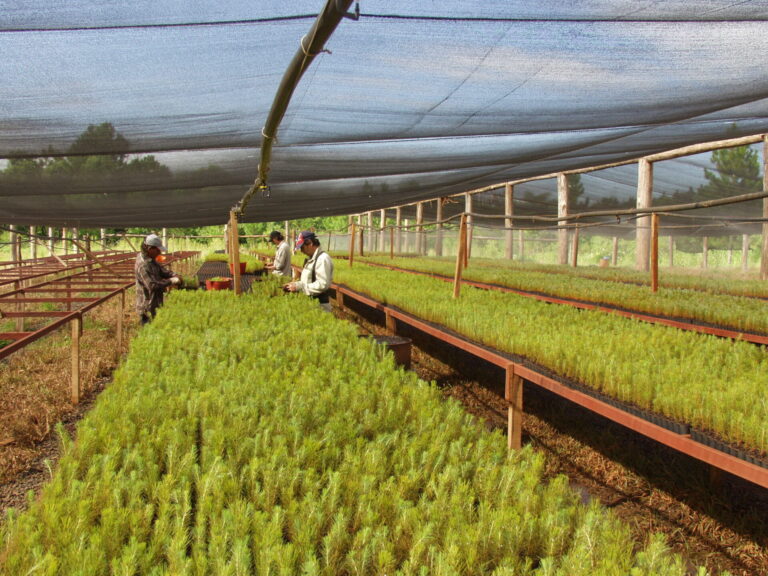 Inversiones verdes | Argentina ya tiene casi un 50% de sus plantaciones forestales certificadas en gestión sostenible por sellos internacionales