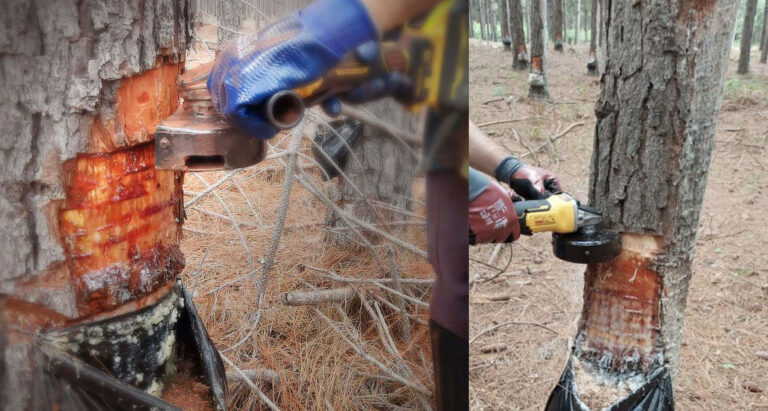 Brasil | Iraní desarrolló un sistema inédito en el mundo para la mecanización en la extracción de resina de pinus