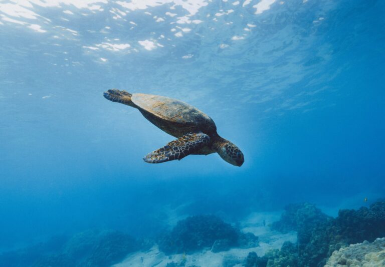 Ecuador anunció un canje de deuda por conservación de la naturaleza de las Islas Galápagos: la inversión será de 450 millones de dólares