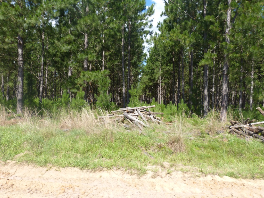Central Puerto se convierte en la mayor empresa nacional forestal tras adquirir 160 mil hect&aacute;reas en la Mesopotamia