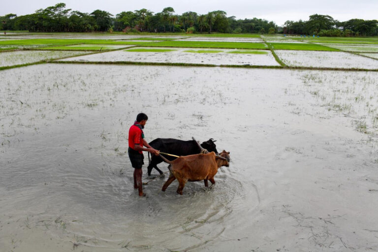 Calentamiento global | FIDA ayudará a países en desarrollo con acciones de mitigación y lanzará un nuevo programa para reducir emisiones de metano en el sector de la agricultura en pequeña escala