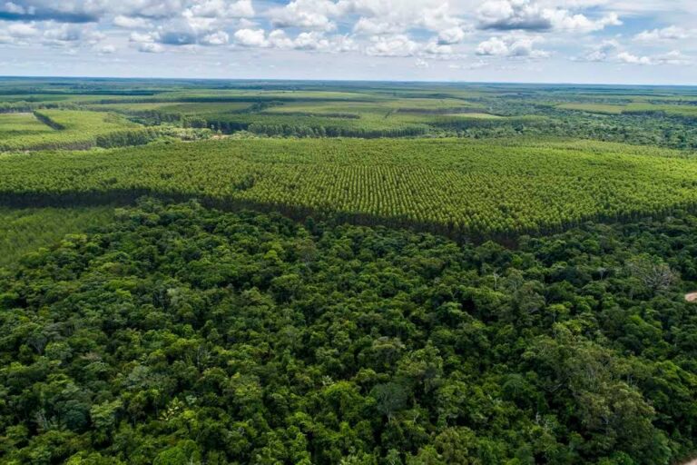 A nivel global, el sector foresto-industrial está en una posición única para impulsar la transición a una economía baja en carbono