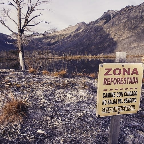 Experiencias de restauración de bosques en Patagonia Argentina