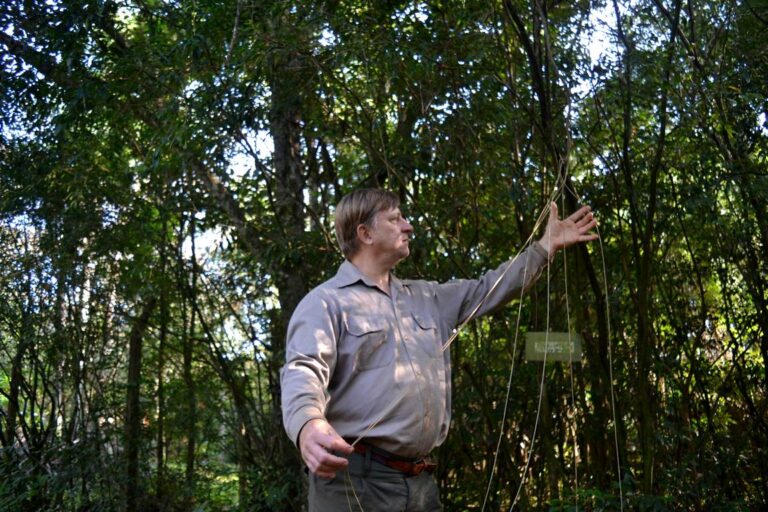Día Mundial del Medio Ambiente | Experto en semillas, plantas y árboles de la selva misionera, el Profe Randins describió su trabajo como una “pasión”