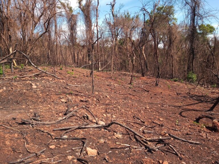 Misiones | El PP Salto Encantado avanza en su proceso de restauración tras los incendios que afectaron unas 106 hectáreas del área protegida