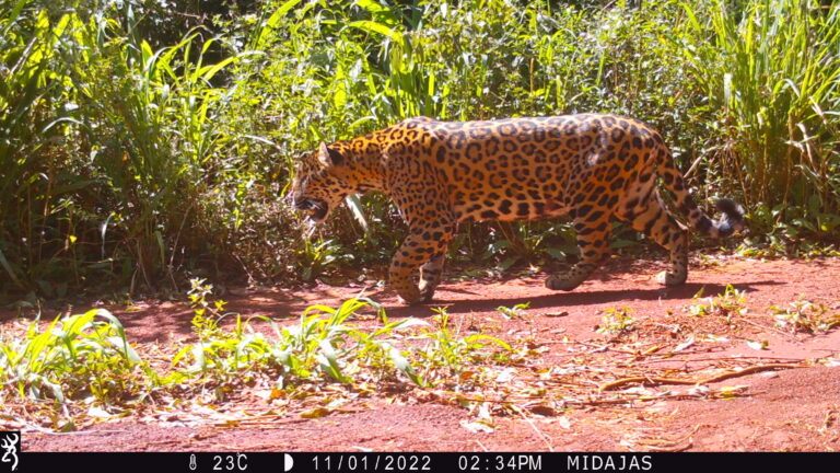 Monitoreo poblacional de yaguaretés indica que hay menos de 100 individuos en la Selva Misionera : «La población se mantiene, pero dejó de crecer»