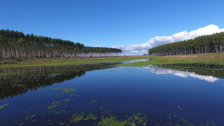 Más allá del “ecocidio” | El CPIA llama a debatir el modelo forestal con rigor científico, evidencia y apego al marco legal