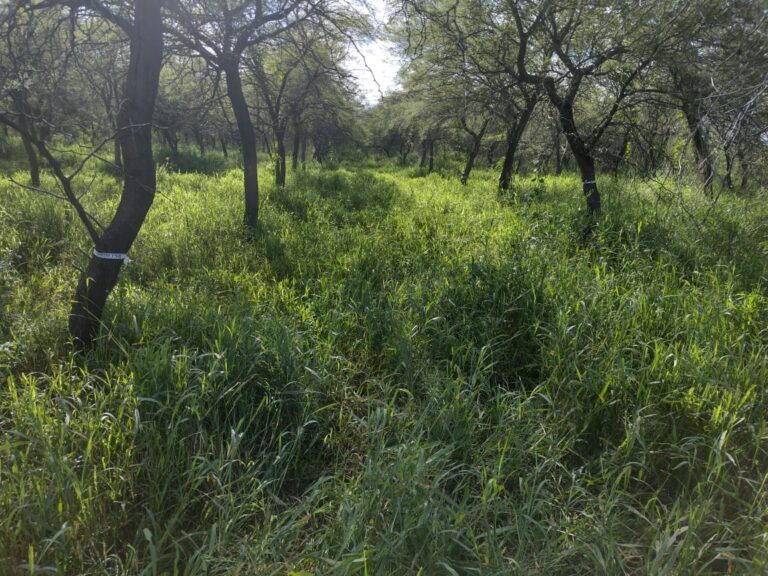 Ley 25.080 | Santiago del Estero recibirá alrededor de $6.500.000 en concepto del Apoyo Económico No Reintegrable de cuatro planes forestales