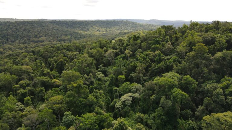 Argentina necesita construir un pacto sostenible con los bosques