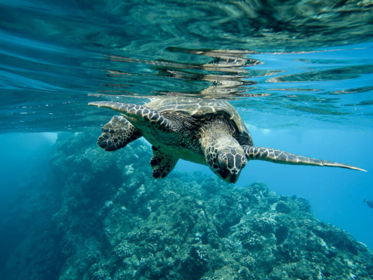 Día Mundial de los Océanos | La excesiva presión humana pone en jaque los ecosistemas marinos del mundo