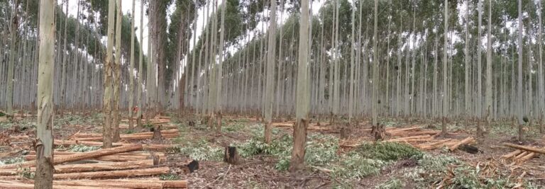 Clones de eucalipto para un nuevo clima : ¿Cómo nos estamos preparando para enfrentar los fenónemos de megasequías y ola de calor en la región?