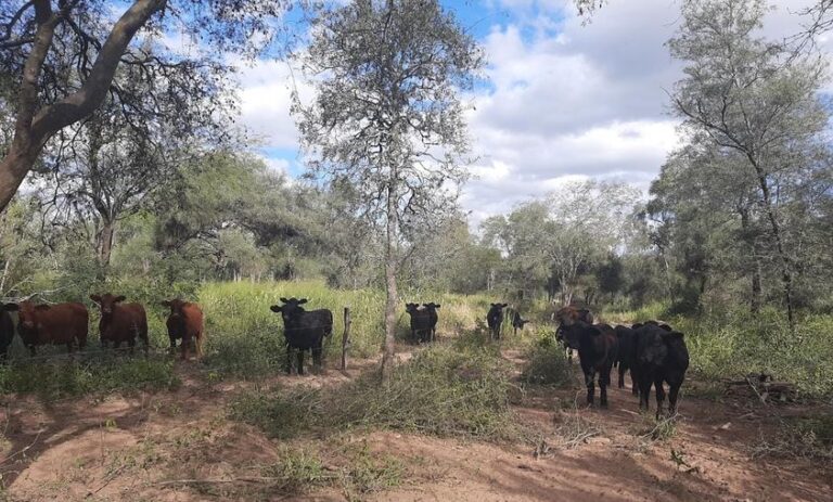 Santiago del Estero | Promueven proyectos de manejo de bosques con ganadería integrada para la conservación de suelos