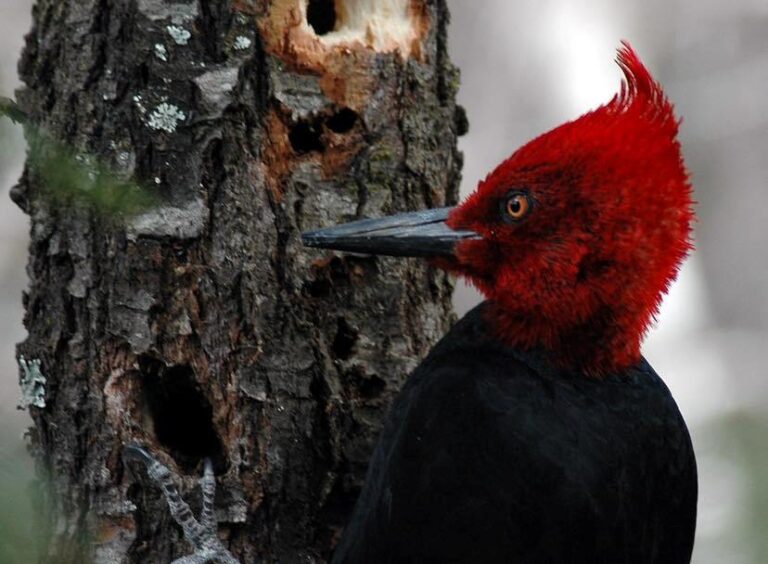 PN Los Alerces | Conocé las características del pájaro carpintero