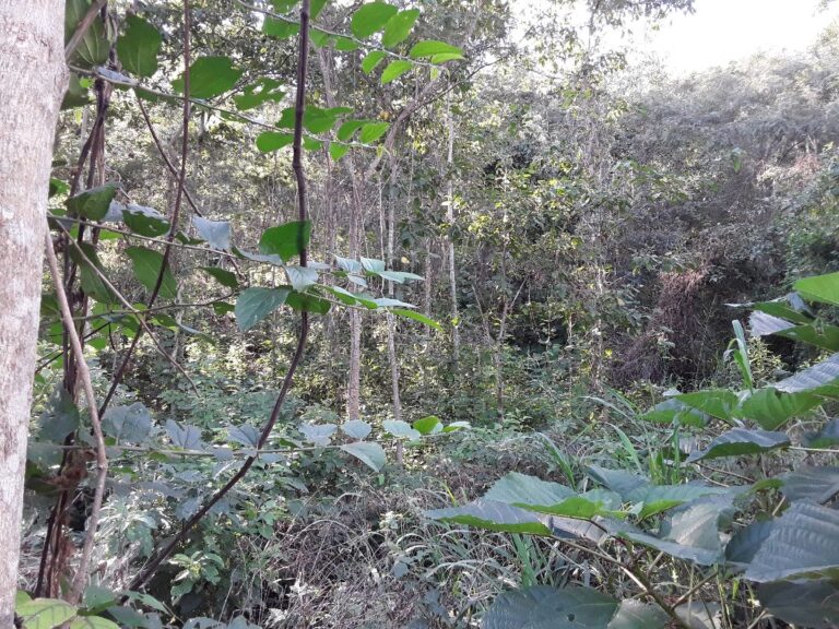 Solución climática | El proyecto del Corredor de los Cedros compensa la huella de carbono en Argentina