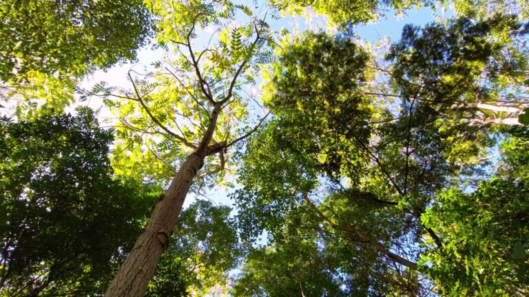 Pacto Global Argentina | Ser carbono neutro es una tendencia global que ya llegó a las empresas del país