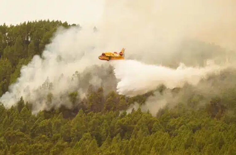 España | Los incendios exponen la necesidad de invertir más en gestión forestal