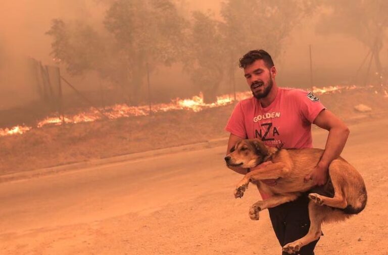 Grecia | Hallaron una veintena de cuerpos de migrantes carbonizados atrapados en los incendios forestales