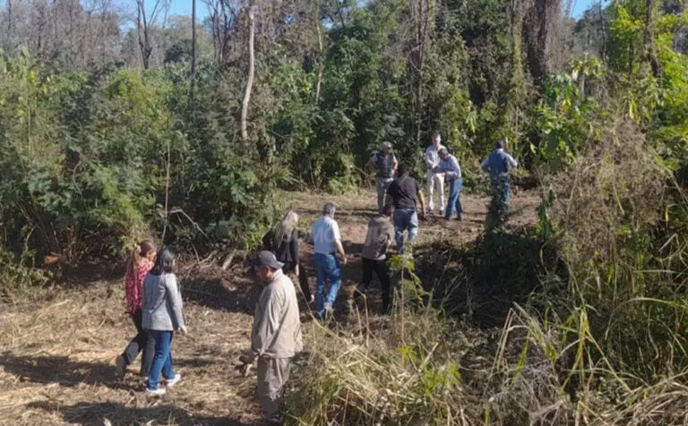 Jujuy | Denuncian que aumentó la tala ilegal y el robo de maderas en las Yungas