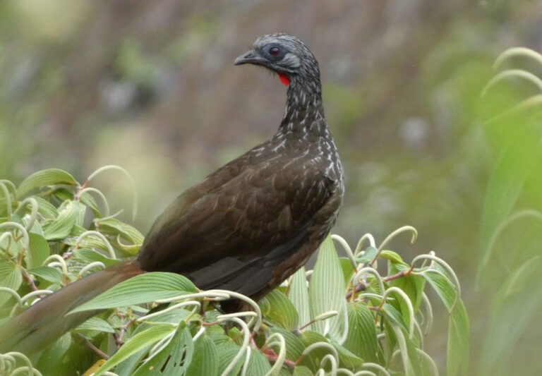 Perú | Un paraíso para los observadores de aves en la región de Huánuco 
