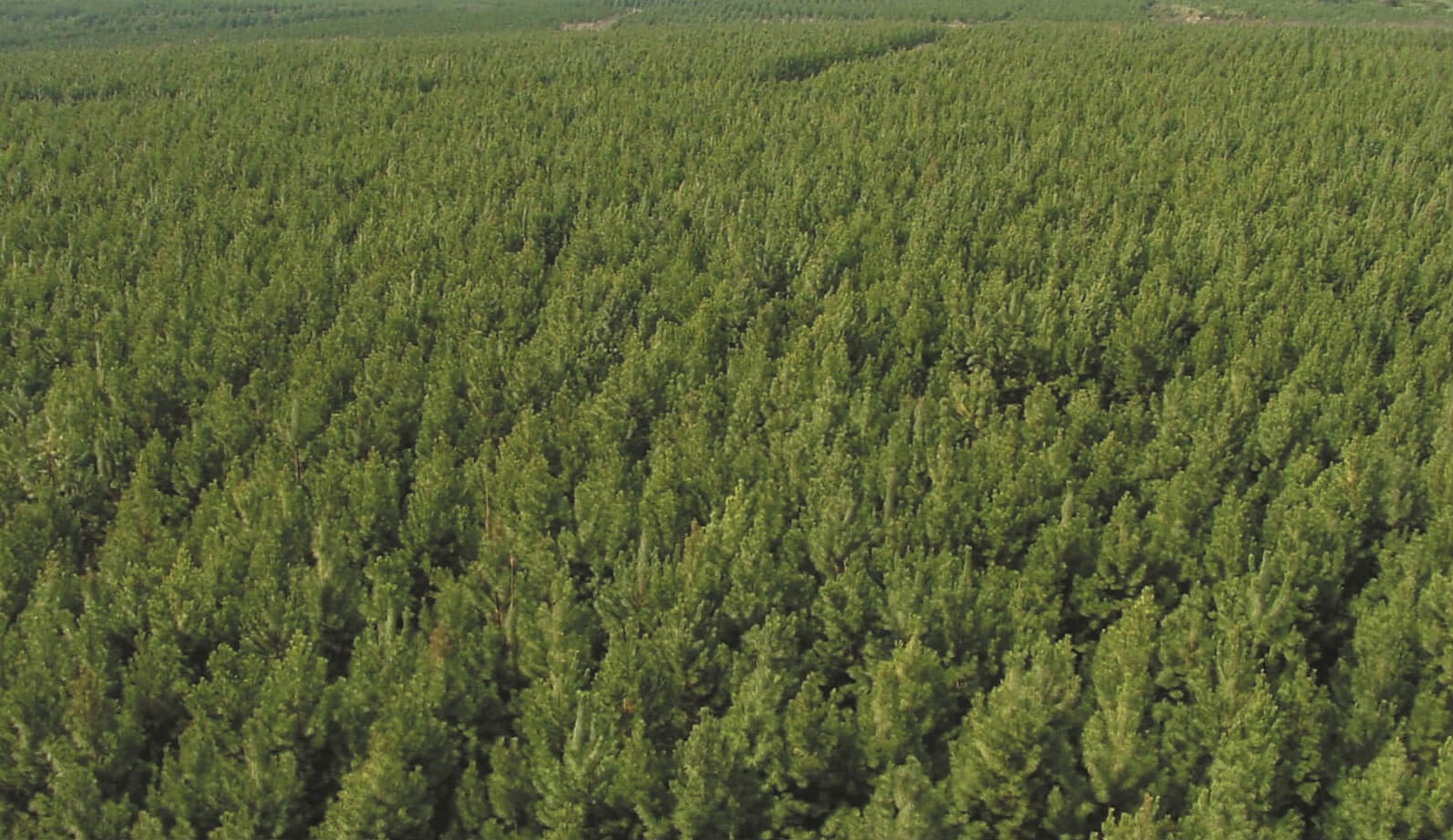 Misiones fue escenario de un debate e intercambio de experiencias de  estudiantes que elaboraron una agenda de trabajo para mejorar la formación  de los futuros profesionales de las ciencias forestales del Cono