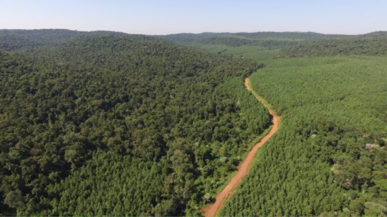 Arauco Argentina se une al Programa Jurisdiccional REDD+ de créditos de carbono de Misiones para la protección de los bosques nativos