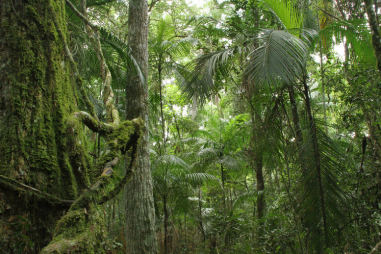 «Del impacto medido al impacto financiado»: Misiones es sede del II Foro de Servicios Ecosistémicos FSC® América Latina que promueve espacios de finanzas sostenibles para la conservación de la naturaleza y manejo forestal 
