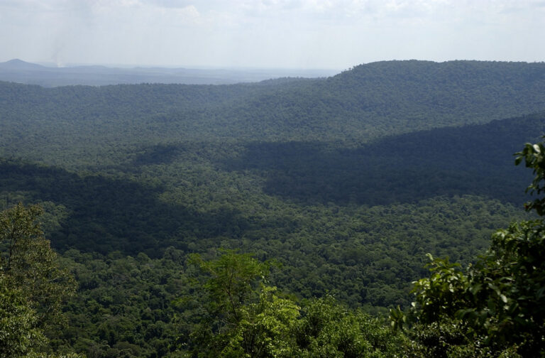 Créditos de carbono en Misiones | Ecología presentó el Programa Jurisdiccional REDD+ ECO2 y los mecanismo de distribución de beneficios